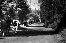 Wieś Katawicze. Kolekcja fotografii dokumentalnej „Losy posłuchane – Białoruś”. [Dokument ikonograficzny]