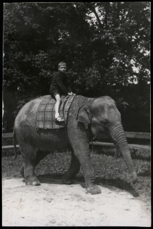 Mirosław Szumski na słoniu, Warszawa, 1938 r.