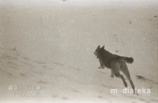 Pies na spacerze, Białystok, druga połowa lat 70. XX w., fot. ze zbiorów Andrzeja Trzcińskiego