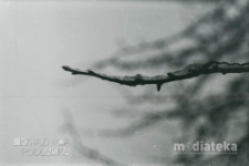 Gałązka, Białystok, druga połowa lat 70. XX w., fot. ze zbior&oacute;w Andrzeja Trzcińskiego