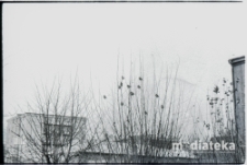 Ptaki na drzewie, Białystok, druga połowa lat 70. XX w., fot. ze zbiorów Andrzeja Trzcińskiego