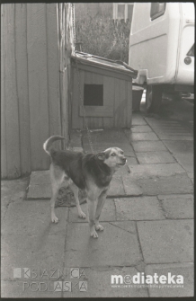 Pies na podwórzu, Białystok, druga połowa lat 70. XX w., fot. ze zbiorów Andrzeja Trzcińskiego
