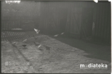 Gołębie na podwórzu, Białystok, druga połowa lat 70. XX w., fot. ze zbiorów Andrzeja Trzcińskiego
