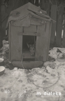 Pies w budzie, Białystok, ok. 1978 r., fot. ze zbiorów Andrzej Trzcińskiego