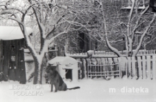 Pies siedzący przed budą zimową porą, Białystok, druga połowa lat 70. XX w., fot. ze zbiorów Andrzeja Trzcińskiego