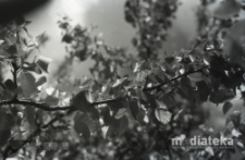 Gałązka liści, druga połowa lat 70. XX w., fot. ze zbiorów Andrzeja Trzcińskiego