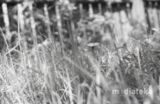 Mniszek wśród traw, druga połowa lat 70. XX w., fot. ze zbiorów Andrzeja Trzcińskiego