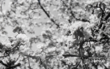 Kwitnące drzewo, druga połowa lat 70. XX w., fot. ze zbiorów Andrzeja Trzcińskiego