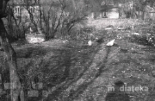 Kury w ogr&oacute;dku przydomowym, Białystok, druga połowa lat 70. XX w., fot. ze zbior&oacute;w Andrzej Trzcińskiego