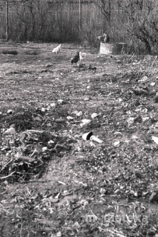 Kury w ogródku przydomowym, Białystok, druga połowa lat 70. XX w., fot. ze zbiorów Andrzej Trzcińskiego