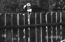 Słonecznik za płotem drewnianym, okolice ul. Młynowej, Białystok, druga połowa lat 70. XX w., fot. ze zbiorów Andrzej Trzcińskiego