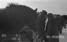 Portret koni, druga połowa lat 70. XX w., fot. ze zbiorów Andrzej Trzcińskiego