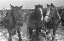 Portret koni, druga połowa lat 70. XX w., fot. ze zbiorów Andrzej Trzcińskiego