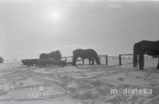 Konie w zimowej scenerii, druga połowa lat 70. XX w., fot. ze zbiorów Andrzej Trzcińskiego