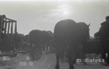 Ludzie wśród koni i sań, druga połowa lat 70. XX w., fot. ze zbiorów Andrzej Trzcińskiego