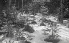 Las iglasty zimą, druga połowa lat 70. XX w., fot. ze zbiorów Andrzej Trzcińskiego