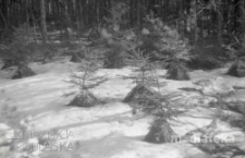 Las iglasty zimą, druga połowa lat 70. XX w., fot. ze zbiorów Andrzej Trzcińskiego