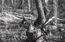 Las, druga połowa lat 70. XX w., fot. ze zbiorów Andrzej Trzcińskiego