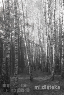 Las brzozowy, druga połowa lat 70. XX w., fot. ze zbiorów Andrzej Trzcińskiego