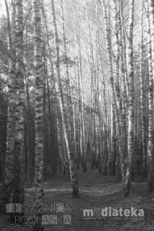 Las brzozowy, druga połowa lat 70. XX w., fot. ze zbiorów Andrzej Trzcińskiego