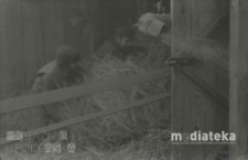 Młócenie słomy, druga połowa lat 70. XX w., fot. ze zbiorów Andrzeja Trzcińskiego