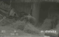 Mł&oacute;cenie słomy, druga połowa lat 70. XX w., fot. ze zbior&oacute;w Andrzeja Trzcińskiego