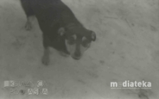 Pies, młócenie słomy, druga połowa lat 70. XX w., fot. ze zbiorów Andrzeja Trzcińskiego