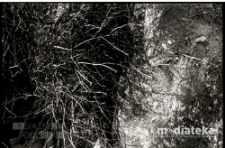 Natura, Białystok, druga połowa lat 70. XX w., fot. ze zbiorów Andrzeja Trzcińskiego