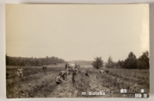 Ludzie pracujący przy wykopkach, w tle widać traktor