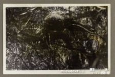 Człowiek pracujący w lesie