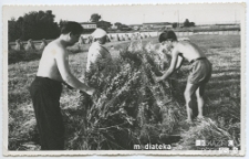 Żniwa w Starosielcach, Białystok, przełom lat 50. i 60. XX w.