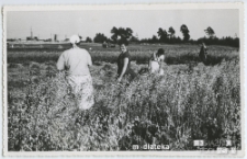 Żniwa w Starosielcach, Białystok, przełom lat 50. i 60. XX w.