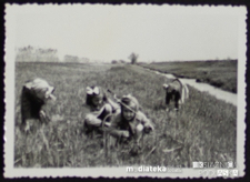 Dziewczynki zbierają ślimaki nad brzegiem rzeki Nereśl, Czechowizna, lata 50. XX w.