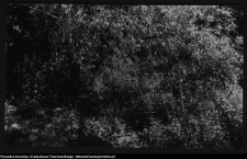 Białystok, odbudowa Pałacu Branickich