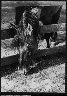 Białowieża, tarpan