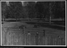 Białowieża, żubry