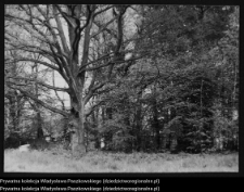 Mieduniszki Wielkie, park przypałacowy