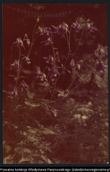 Pojezierze Augustowskie