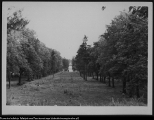 Choroszcz, park pałacowy