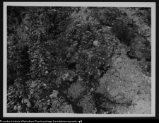 Mielnik, góra zamkowa