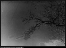 Białystok, Pałac Branickich, drzewo w pałacowym ogrodzie