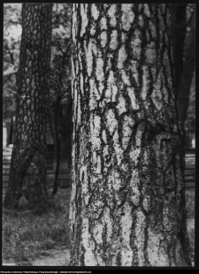 Białystok, Zwierzyniec, pień sosny