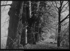 Różanystok, ogród przy klasztorze