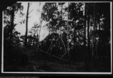 Żerczyce, las zniszczony przez huragan