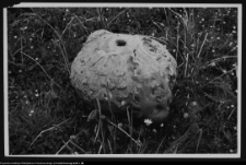 Białystok, Ogrody Branickich, zniszczony wzon ogrodowy