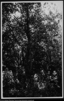 Strabla, ogród dworski