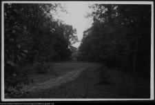 Hieronimowo, park pałacowy