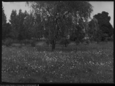 Jedwabne, ogród dworski