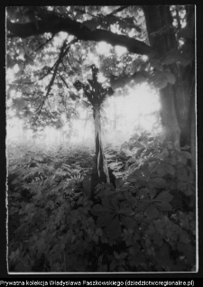 Kapliczki i krzyże wotywne