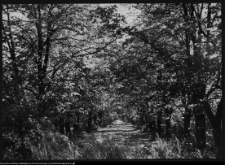 Choroszcz, park pałacowy